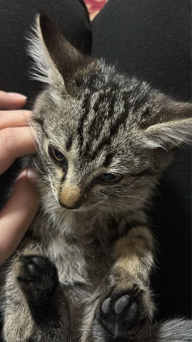 Отдам в добрые руки маленькую кошечку  даром