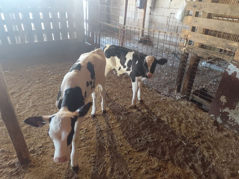 Vitei   Holstein
