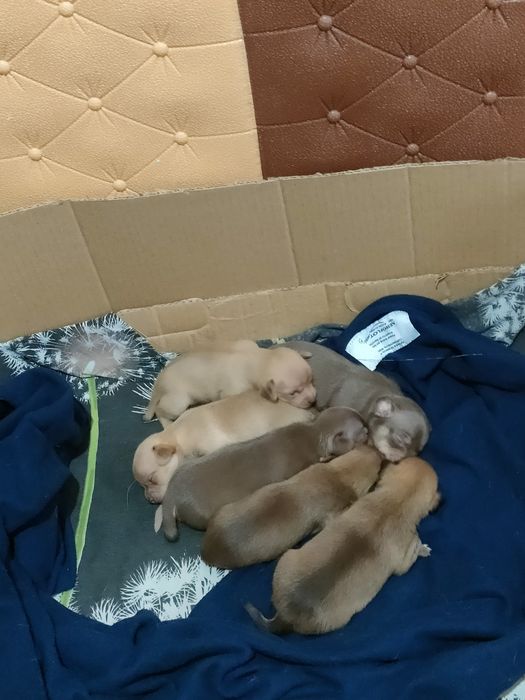 Продам щенков чихуахуа