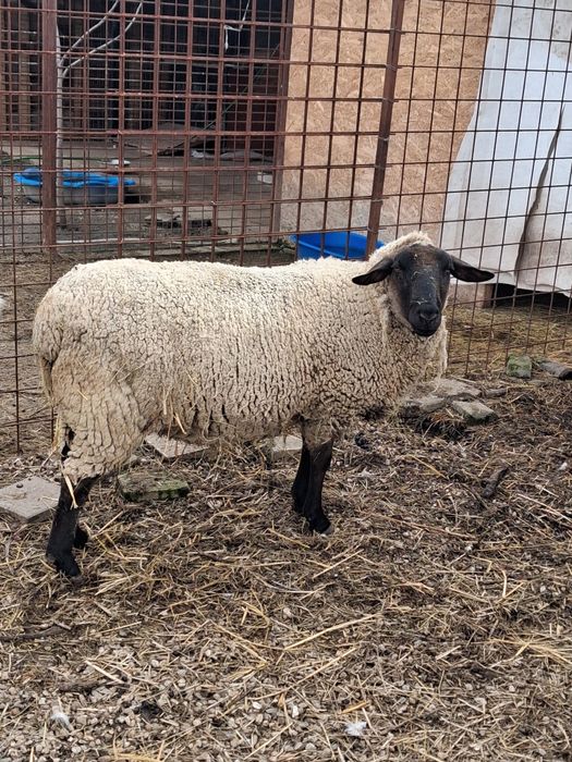 Oaie cap negru german tanara