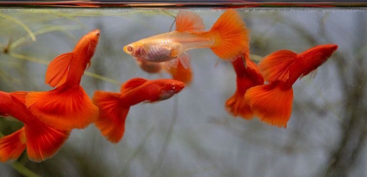 Гуппи фулл ред альбино