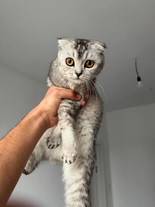 Skotish fold mushuk sotiladi. Iltimos boqish uchun oling