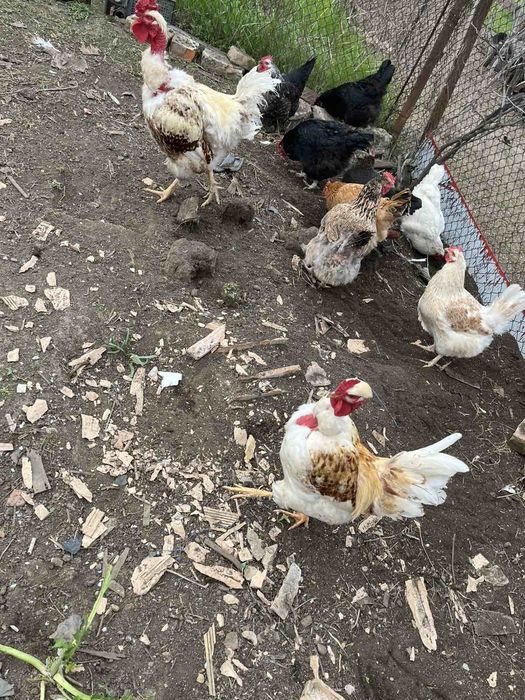 Домашни пресни яйца - пуешки и кокоши