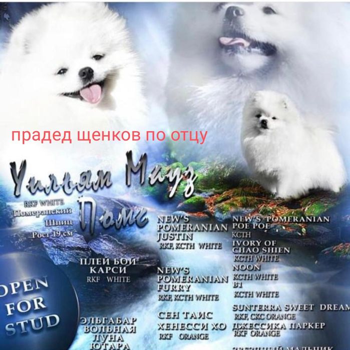 Кукольный мальчик померанского шпица