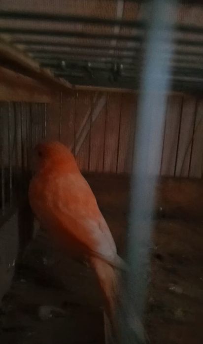 Канарейка Кенар красный