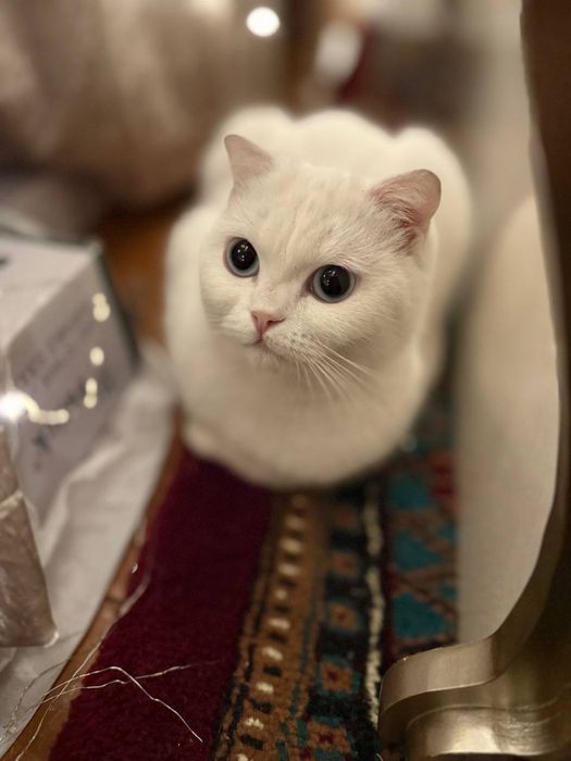 scottish fold 1 йош манзил тошкент