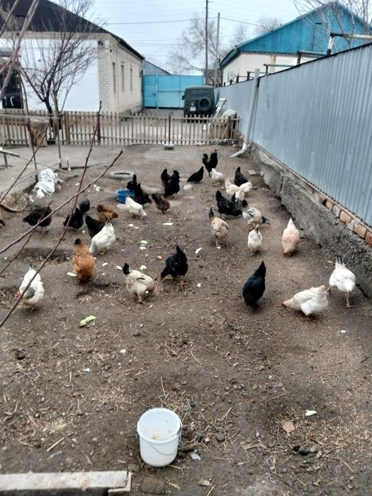 Тауыктар сатылад