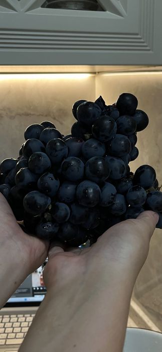 Продам саженцы винограда вегетирующие