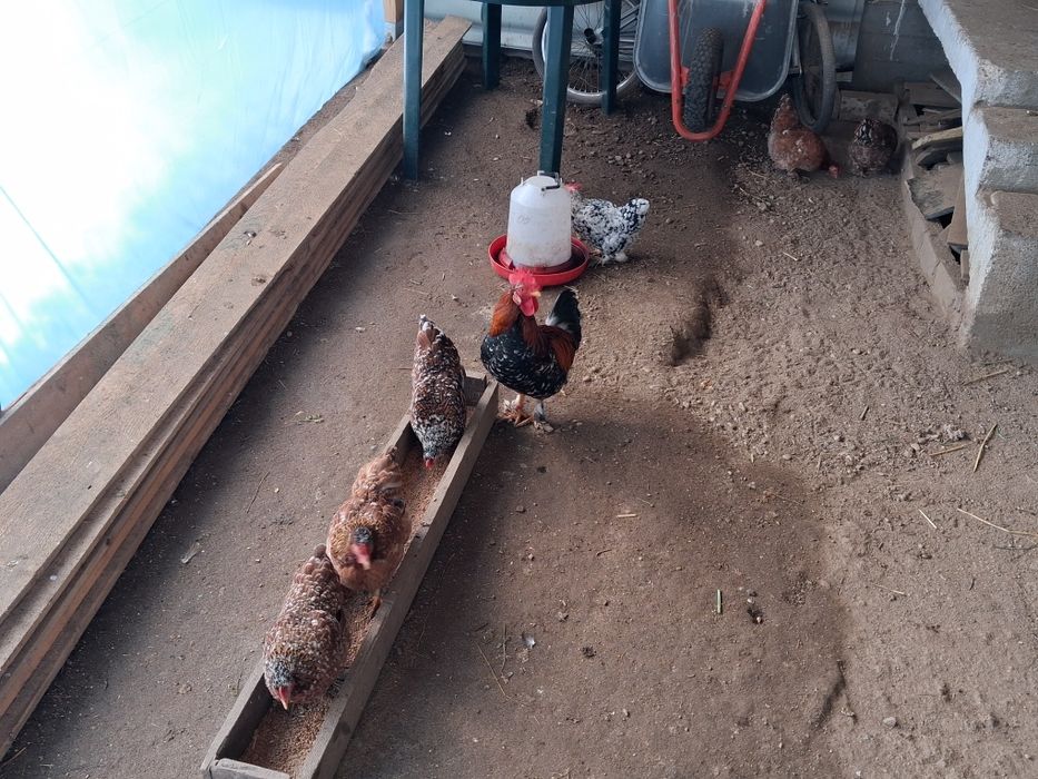 Gaini pitici americane din anul 2025 inelate