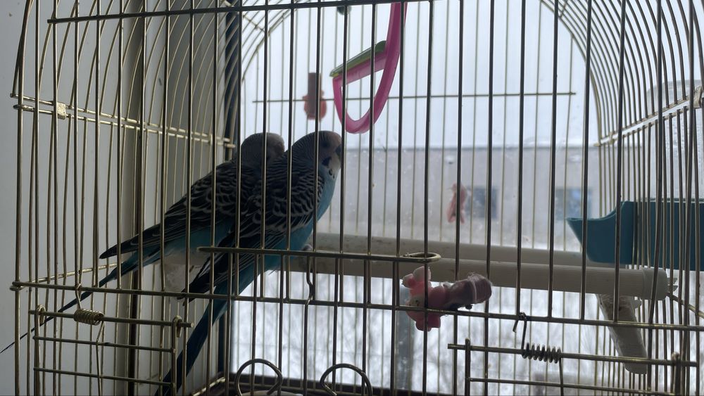 Отдам погугаев двух