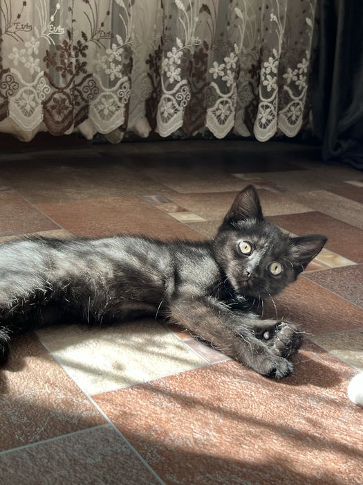 Отдам котенка девочку