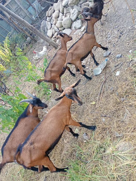 Vând iadă alpin francez