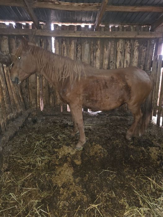 Продам 2 Кабылы с откорма