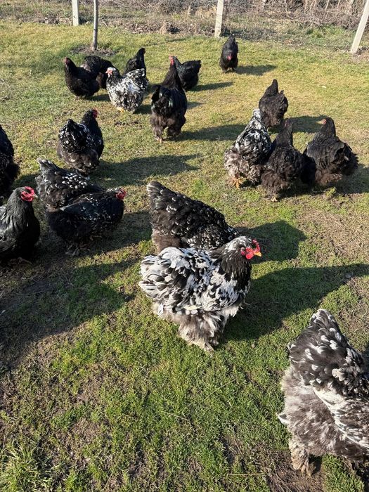 Vând ouă de Cochinchina uriaș bobat