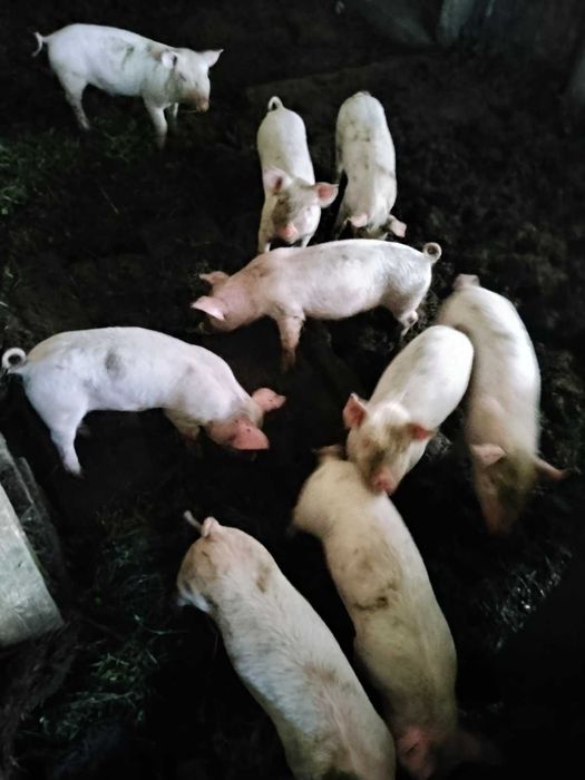 Прасета за продан