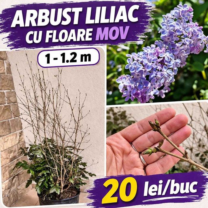 Arbust liliac, cu floare mov