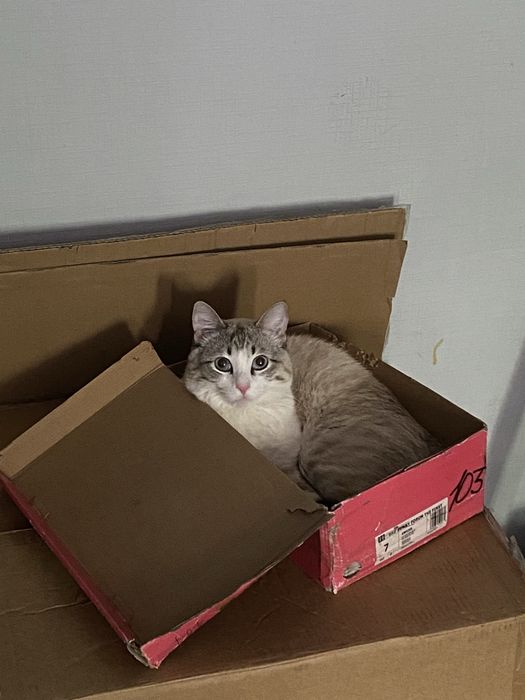 Отдам кота в хорошие руки
