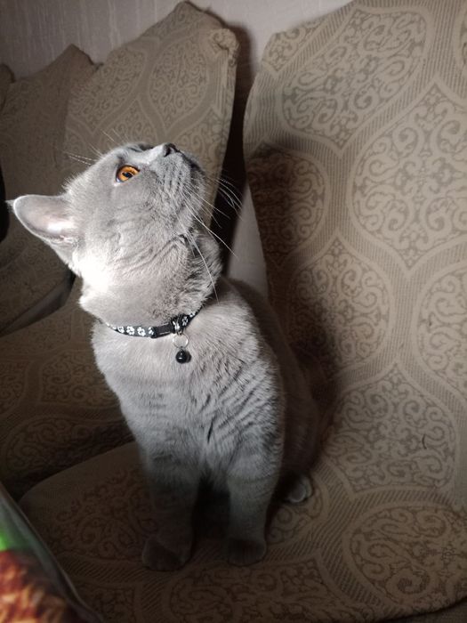 Вязка скотиш страйд