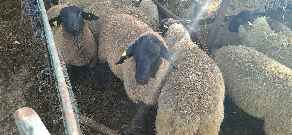 Berbecii  suffolk