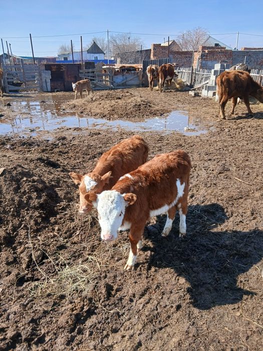 Продам коров, много