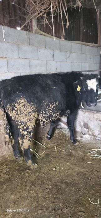 Бычки подсосы ангус ауликоль