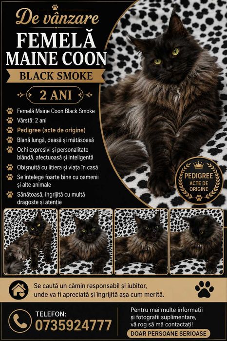 Maincoon pisica femela cu Pedigree Black Smoke