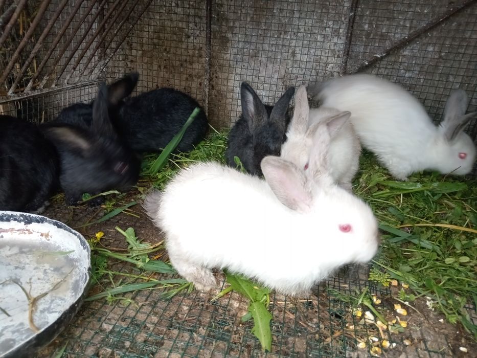 Iepurași de vânzare!