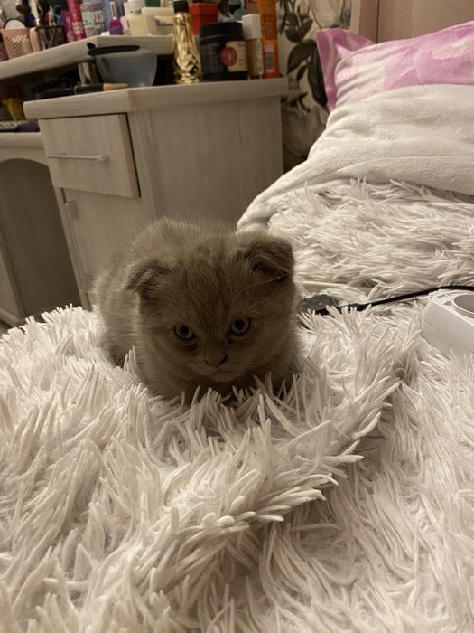 Котенок Скоттиш Фолд