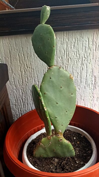 Екзотичен микс от цветя