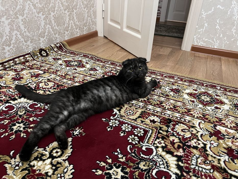 Вислаухий кот отдам