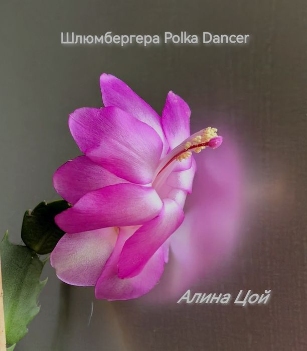 Сортовая шлюмбергера (декабрист) С БУТОНАМИ Polka Dancer