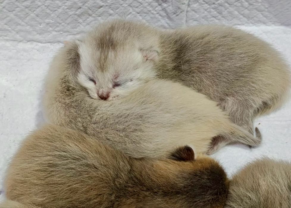 шиншилла золото серебро