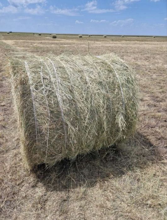 Шөп сатам, продам сено