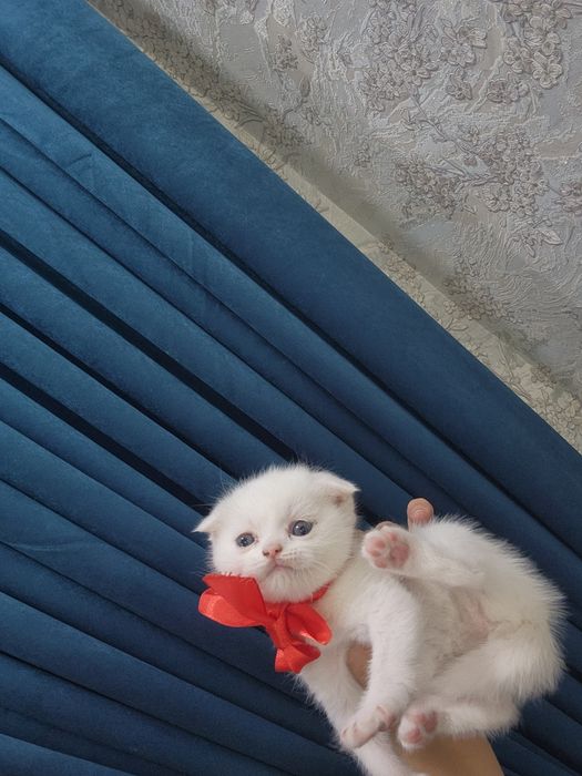 1.5 ойлик мушуклар сотилади