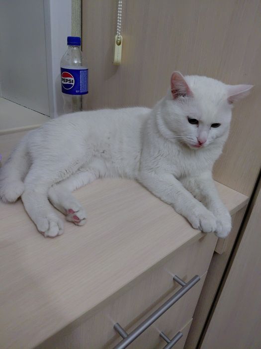 Продам домашний кошка