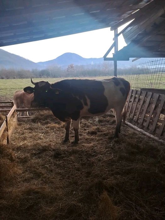 Vând vacă tânără