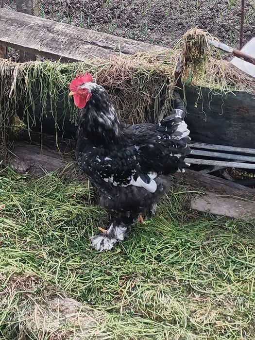 Продавам петел кохин