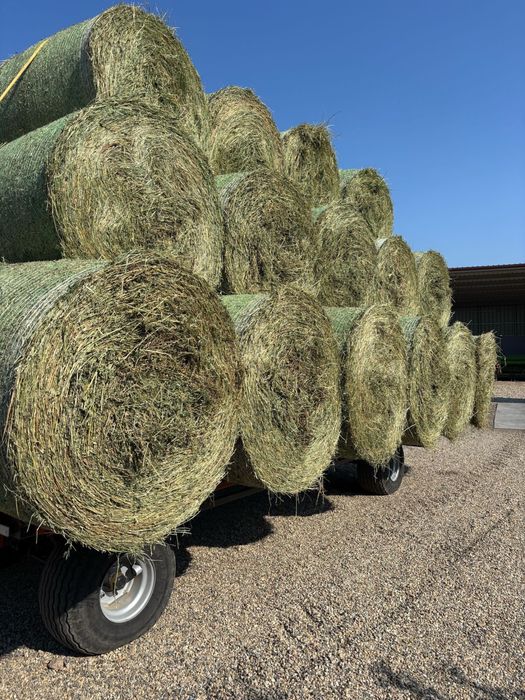 Baloti lucerna coasa 1/2