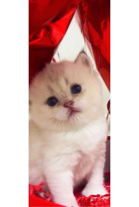 Колор поинт 2ойли киз бола