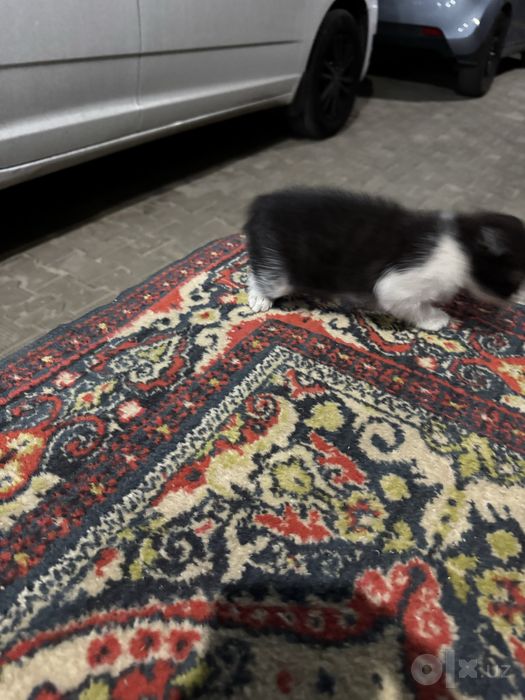 бесплатные котята 2шт