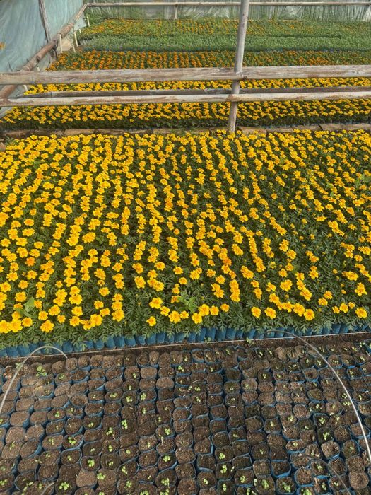 Bananza gul, Gul ko’chatlari, Gul ko’chatlar. Гул кучат, Цветы. Гуллар