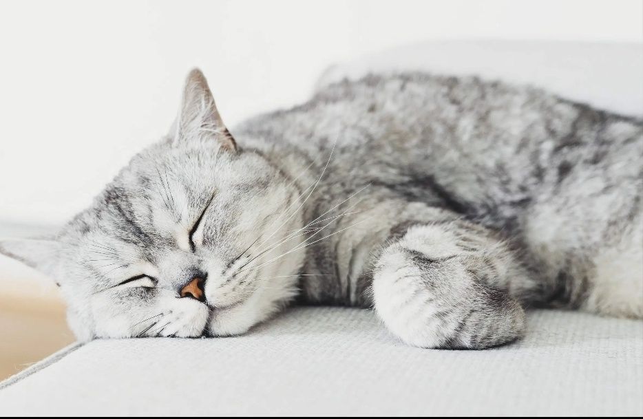 Adolf Laqabli \Lalafo Mushugi