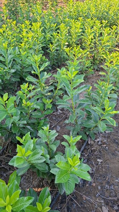 Laur englezesc photinia Red Robin leylandi