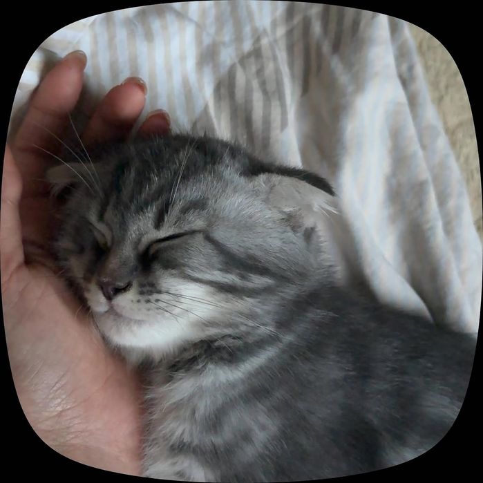 Шотландские вислоухие котята