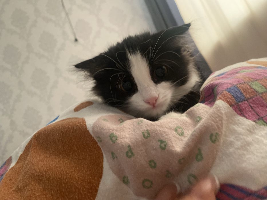 Котенок ищет дом