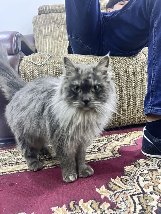 Кошка порода Мейн-Кун