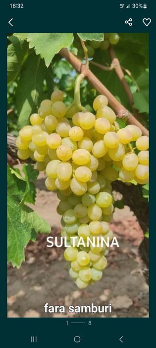 Material Saditor Vita de Vie