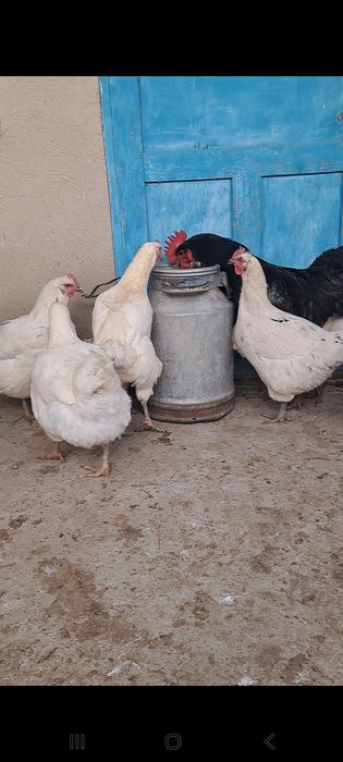 Куры и петух  гигант