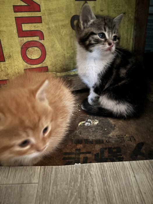 Котенки отдам в хорошие руки