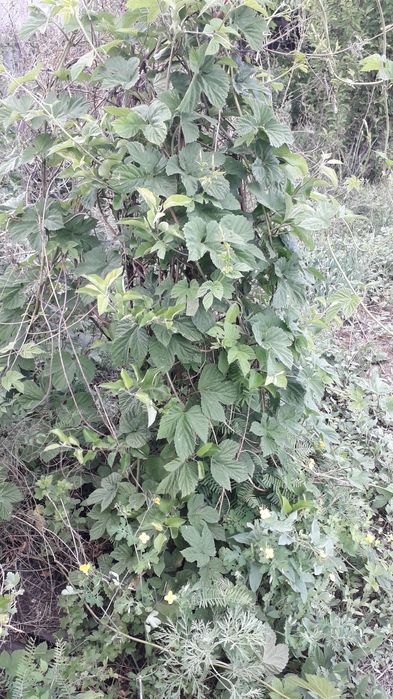 Продам дачу  на массиве Бобровка.   2 дачи